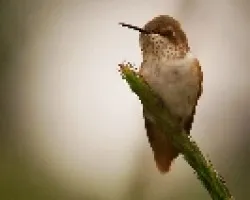 Chispita