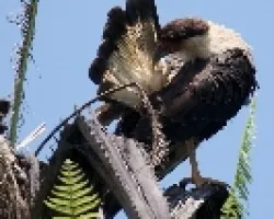 Crested Caracara