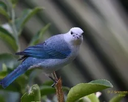 Blue-gray tanager
