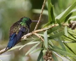 Steely-vented Hummingbird