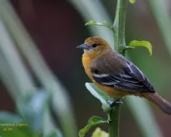 Baltimore Oriole