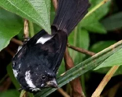 Variale Seedeater - Macho del Pacífico