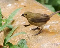 Variale Seedeater - Hembra