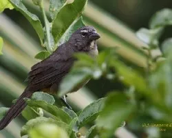 Grayish Saltator