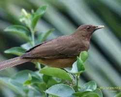 Clay-colored Robin