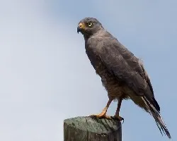 Roadside-Hawk