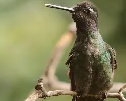 Magnificent Hummingbird