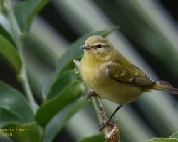 Tennessee Warbler