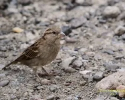 Passer domesticus
