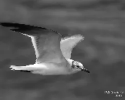 Gaviota Reidora