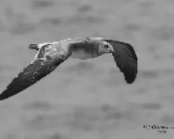 Gaviota Reidora 2