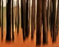 Bosque