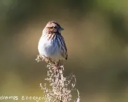 Sparrow