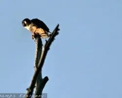 Falco rufigularis
