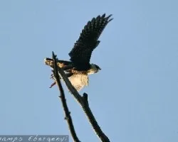 Falco rufigularis