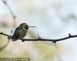 Broad billed Hummingbird