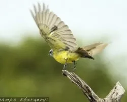 tropical kingbird
