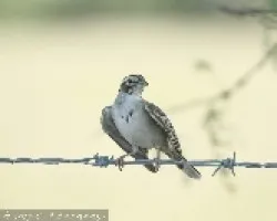 Lark Sparrow