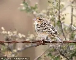Grasshoper Sparrow