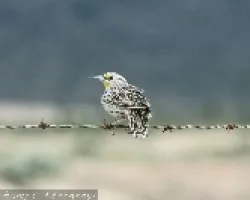 Western Meadowlark
