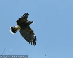 Harris Hawk