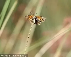 consciente de si