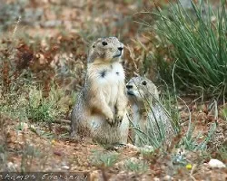 perritos