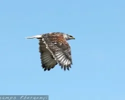 Ferruginous Hawk