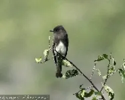 black phoebe