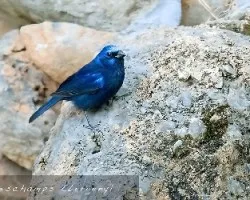 blue bunting