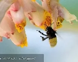 abeja