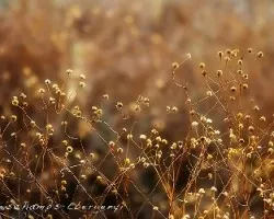 malla natural