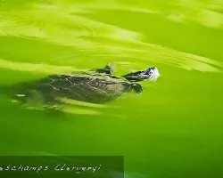 tortuga en verdes