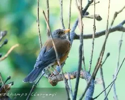 Rufous backed Robin