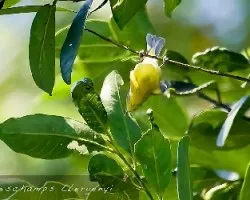Nashville Warbler