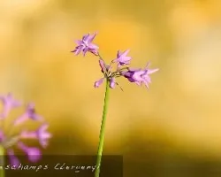 flores en luz...