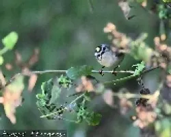 Regulus satrapa