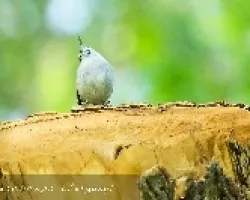 Bewick's Wren