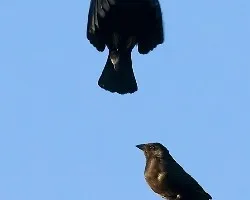 Molothrus aeneus