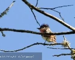 Pachyramphus aglaiae