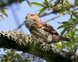 Glaucidium brasilianum