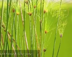 en verdes