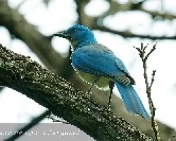 Mexican Jay