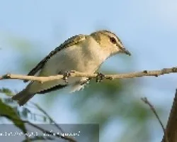 Vireo olivaceous