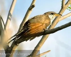 Coccyzus americanus