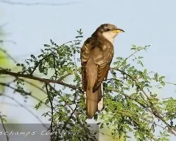 Coccyzus americanus