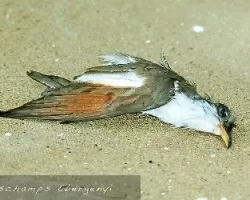 Coccyzus americanus