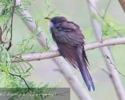 yellow billed cuckoo