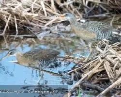 Rallus longirostris