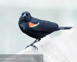Agelaius phoeniceus